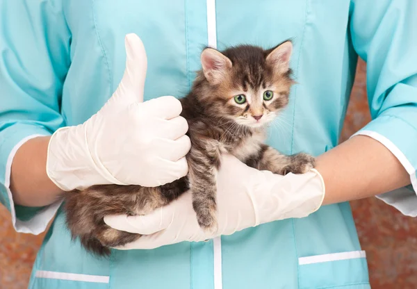 悲しい子猫 — ストック写真