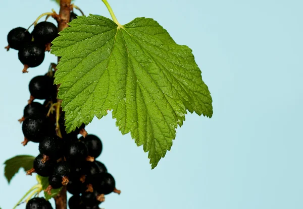 Svarta vinbär — Stockfoto