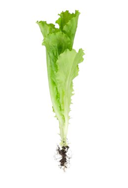 yeşil salata