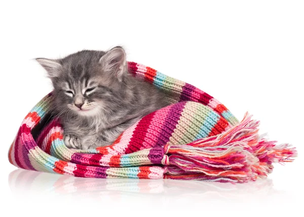 Cute kitten — Stock Photo, Image