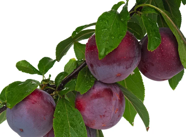 Red plums — Stock Photo, Image
