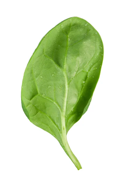 Spinach leaf — Stock Photo, Image