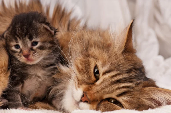 Sibirische Katze — Stockfoto