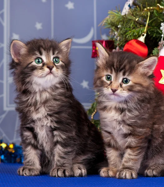 Gatinhos bonitos — Fotografia de Stock