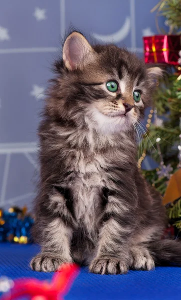 Leuk Katje — Stockfoto