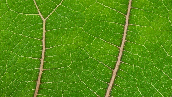 Grünes Blatt — Stockfoto