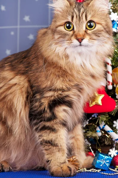 Sibirisk katt — Stockfoto