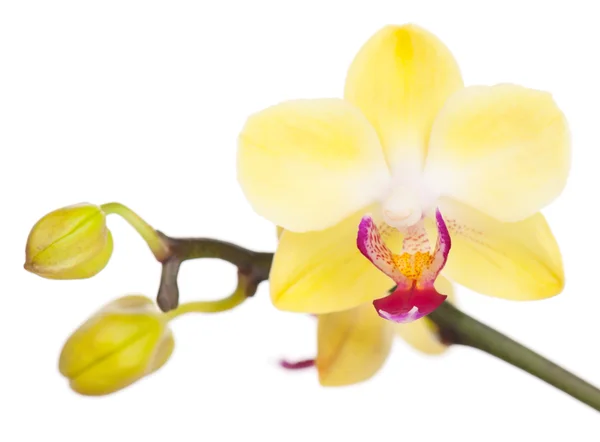 Orquídea amarilla — Foto de Stock