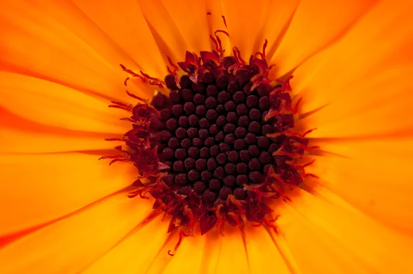 Το λουλούδι Calendula — Φωτογραφία Αρχείου