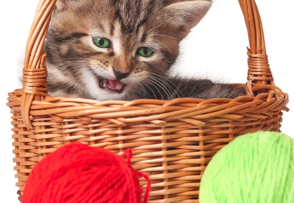 Gatinho bonito — Fotografia de Stock