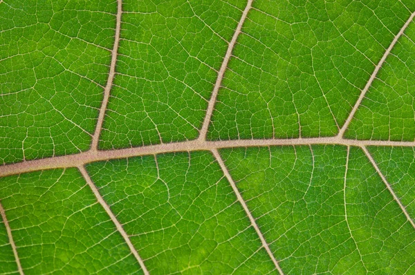 Leaf texture — Stock Photo, Image