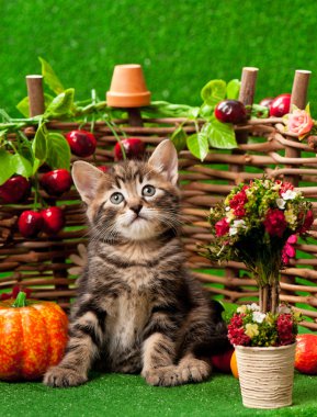 Cute kitten clipart