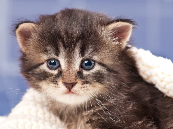 Söt kattunge — Stockfoto