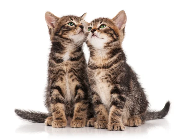 Słodkie kociaki — Zdjęcie stockowe