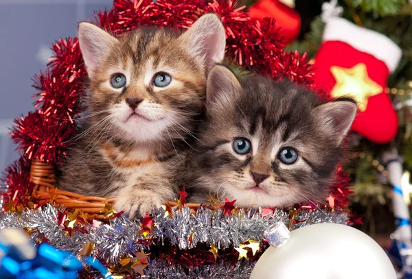 Cute kittens — Stock Photo, Image