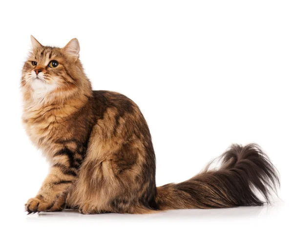 Siberian cat — Stock Photo, Image