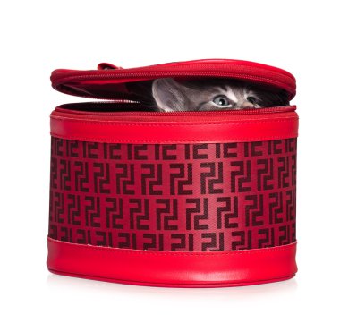 şirin kedi yavrusu