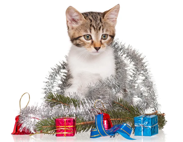 Leuk Katje — Stockfoto