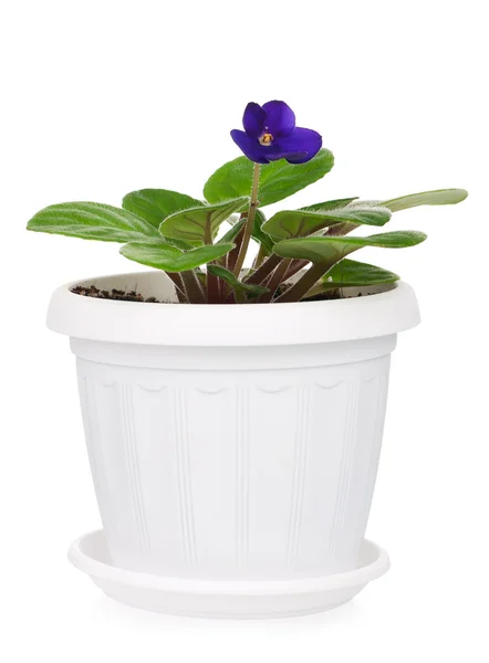 Saintpaulia violet — Stock Photo, Image