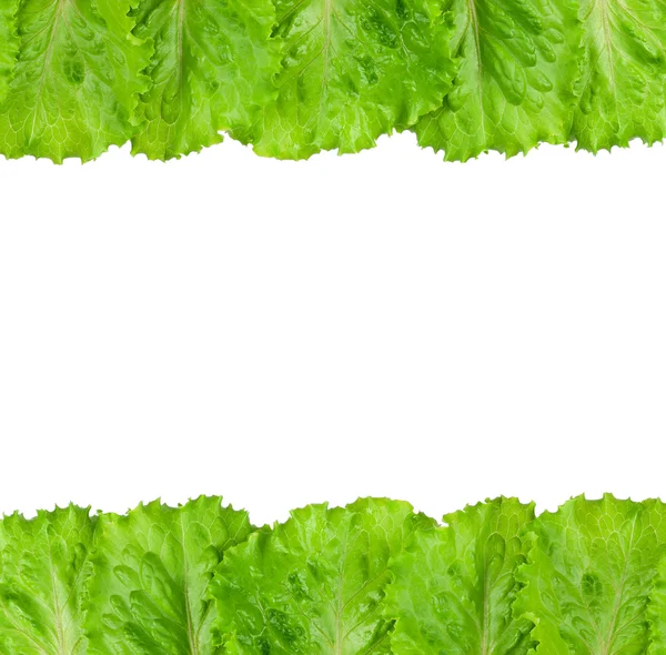 Lechuga verde —  Fotos de Stock