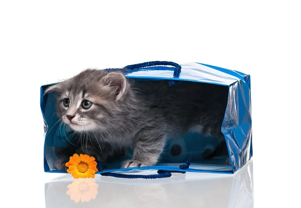 Little kitten — Stock Photo, Image