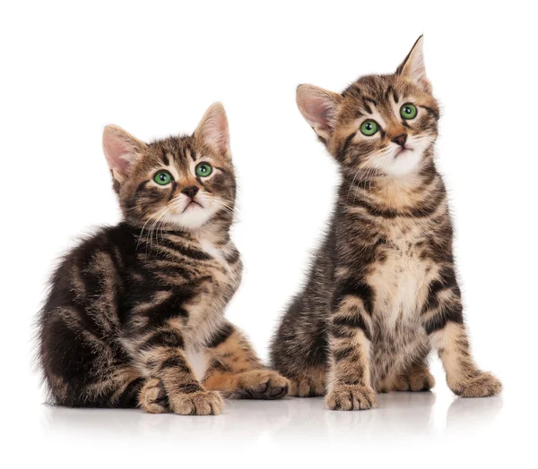 Cute Kittens — Stockfoto