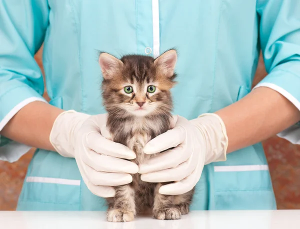 Cute kitten — Stock Photo, Image