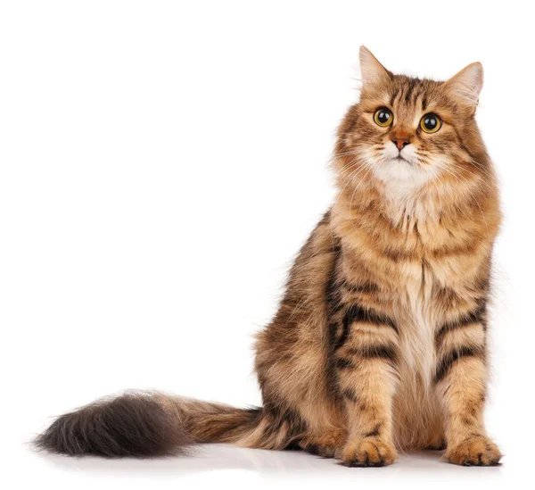 Siberian cat — Stock Photo, Image