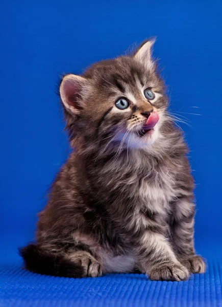 Gatinho siberiano — Fotografia de Stock