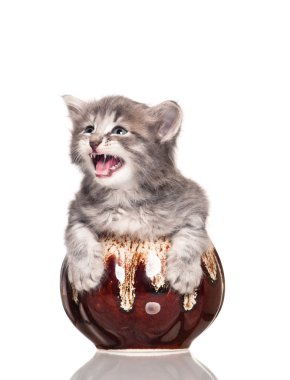 şirin kedi yavrusu