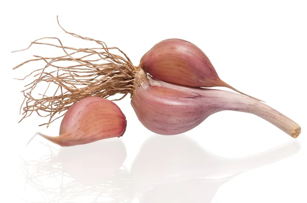 Garlic bulb — Stock Photo, Image