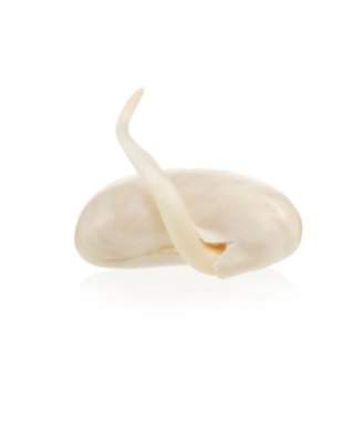 Kuru fasulye