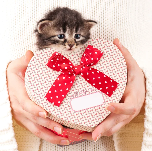 Gatinho fofo — Fotografia de Stock