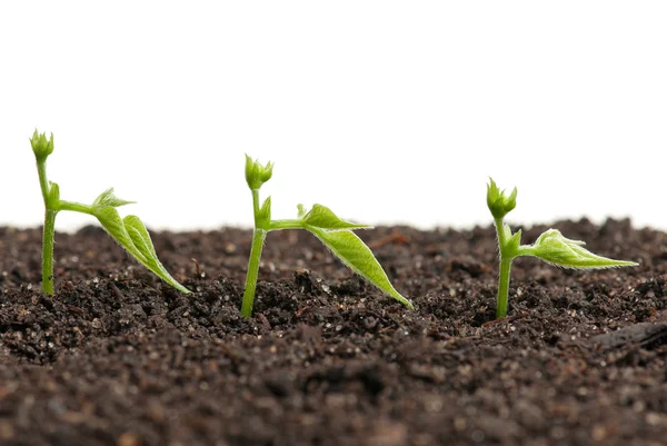 Sprouted peas — Stock Photo, Image