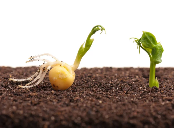 Sprouted peas — Stock Photo, Image