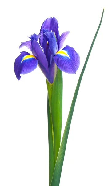 Blå iris — Stockfoto