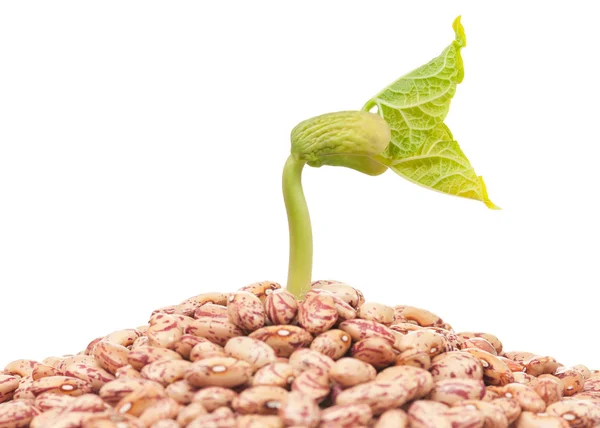 Haricot sprout — Stock Photo, Image