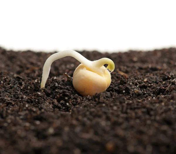 Ervilha germinada — Fotografia de Stock