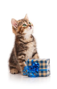 şirin kedi yavrusu
