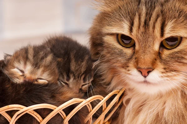 Siberische kat — Stockfoto