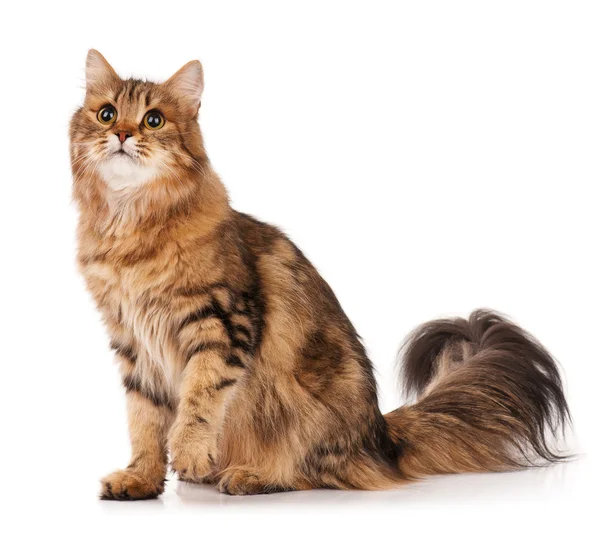 Gato siberiano — Fotografia de Stock