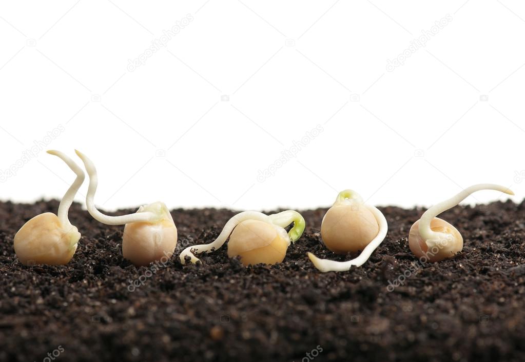 Sprouted peas
