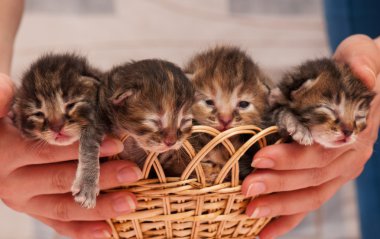 newborn yavru kedi