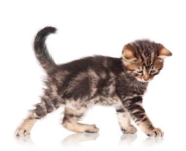 şirin kedi yavrusu