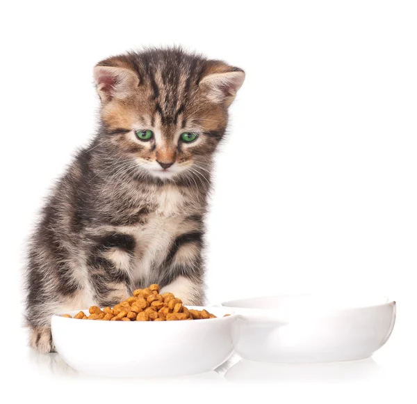 Niedliches Kätzchen — Stockfoto