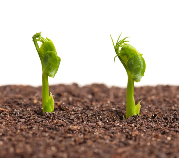 Guisante germinado — Foto de Stock