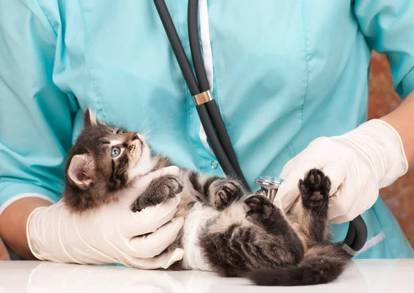 Veterinär undersökning — Stockfoto