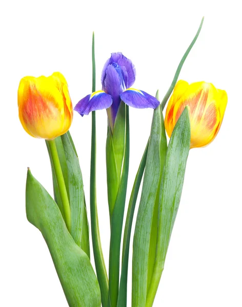 Bright bouquet — Stock Photo, Image
