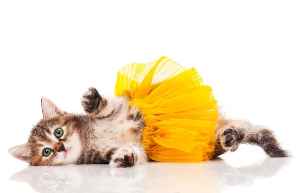 şirin kedi yavrusu