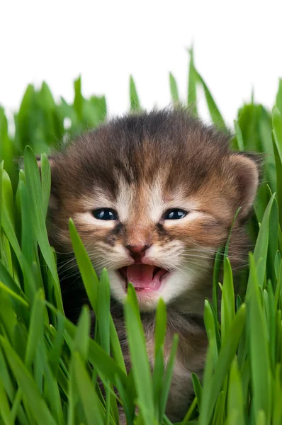 Leuk Katje — Stockfoto